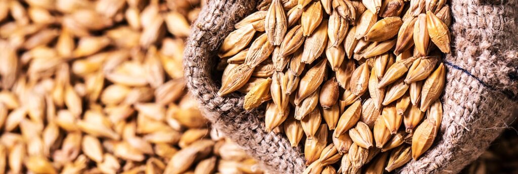 Il malto: proprietà e caratteristiche